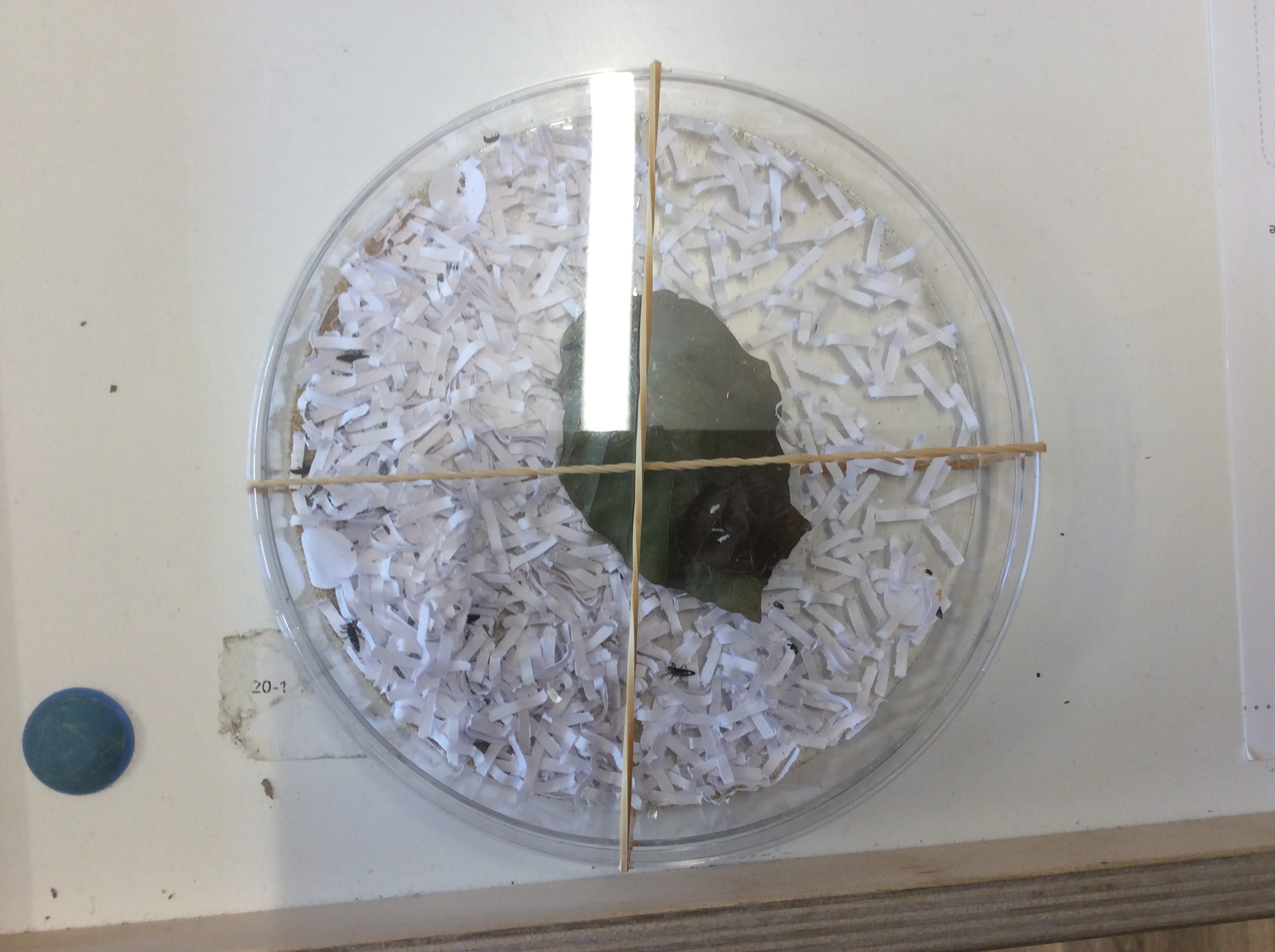 lieveheersbeestjes in onze groep!