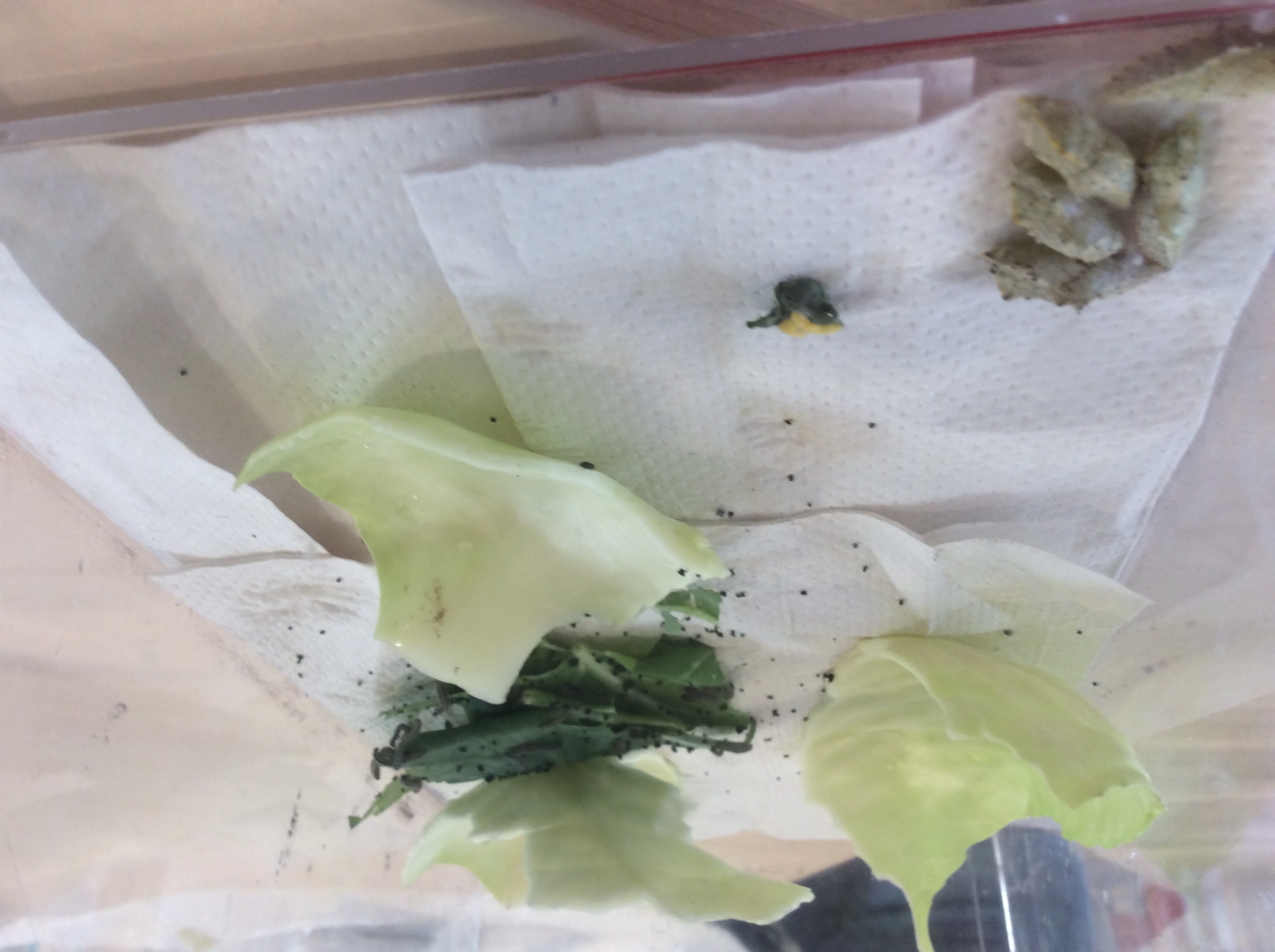 Van een eitje tot een vlinder!